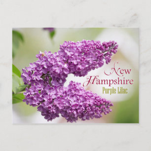 Cartão Postal Flor de New Hampshire State: Lilac Roxo
