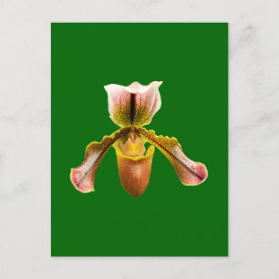 Cartão Postal Flor de orquídea