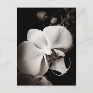 Cartão Postal Flor de orquídea