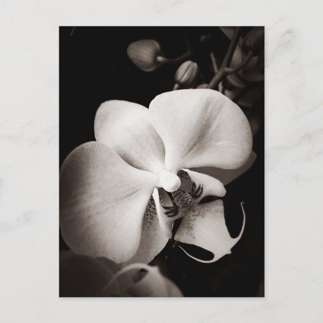 Cartão Postal Flor de orquídea (Frente)
