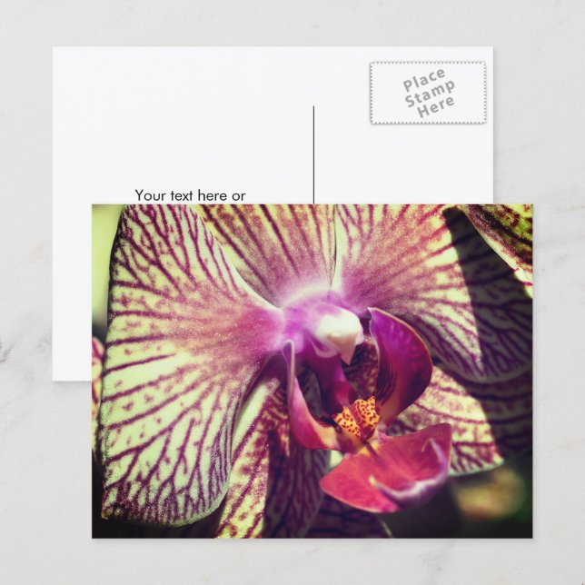 Cartão Postal Flor de Orquídea Bonita Personalizada (Frente/Verso)