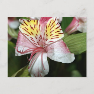 Cartão Postal Flor de orquídea fecha, foto amarela cor-de-rosa