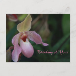 Cartão Postal Flor de Orquídea Rosa