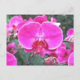 Cartão Postal Flor de orquídea rosa, fotografia floral