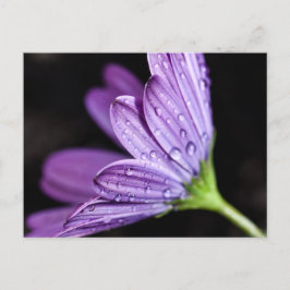 Cartão Postal Flor de Osteospermum, margarida púrpura
