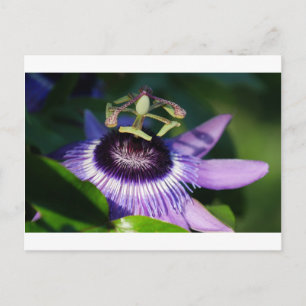 Cartão Postal Flor de Paixão
