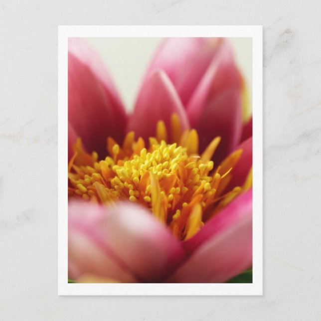 Cartão Postal Flor de Paixão (Frente)