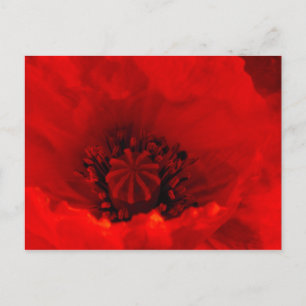 Cartão Postal Flor de papoula