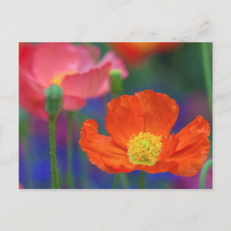 Cartão Postal Flor de Papoula Laranja Vibrante