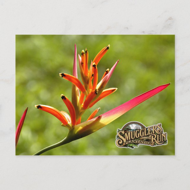 Cartão Postal Flor de Paraíso (Frente)