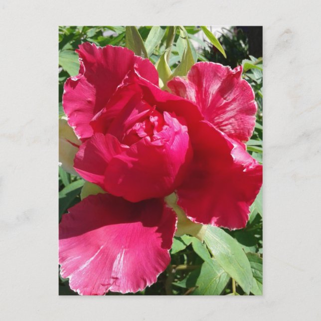 Cartão Postal Flor de Peônia Rosa (Frente)