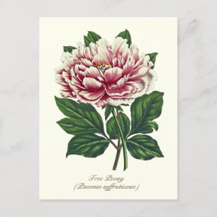Cartão Postal Flor de Peônia Rosa Botânica Vintage Elegante