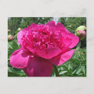 Cartão Postal Flor de Peony Rosa Brilhante