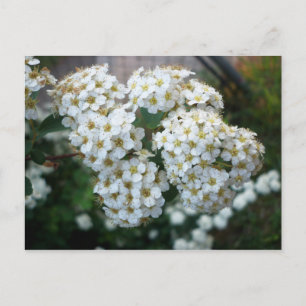 Cartão Postal Flor de Pereira