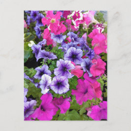 Cartão Postal Flor de Petunia rosa e roxa