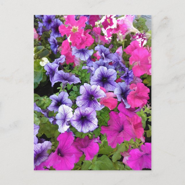 Cartão Postal Flor de Petunia rosa e roxa (Frente)