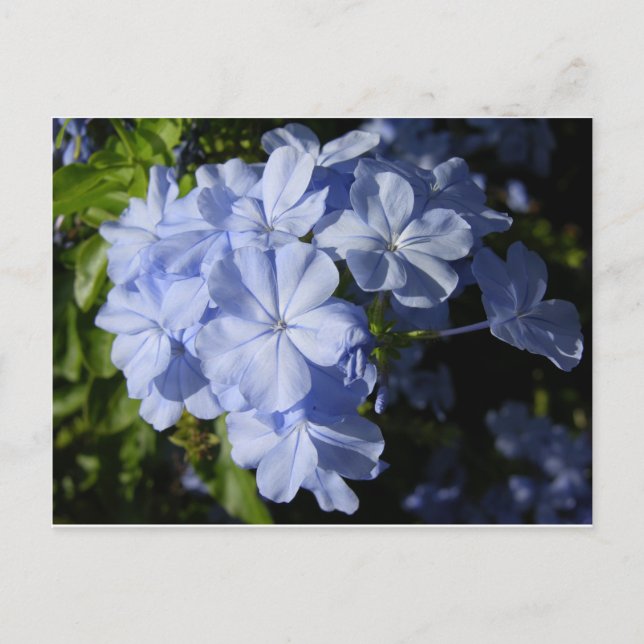 Cartão Postal Flor de Plumbago Azul Havaiano (Frente)