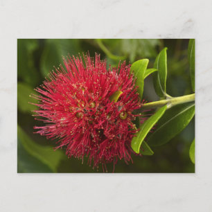Cartão Postal Flor de Pohutukawa, Dunedin