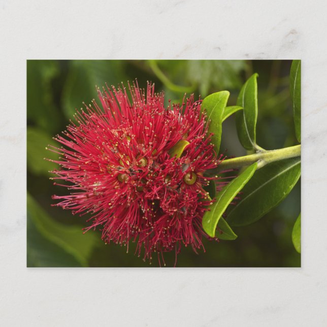 Cartão Postal Flor de Pohutukawa, Dunedin (Frente)