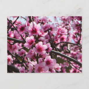 Cartão Postal Flor de Primavera