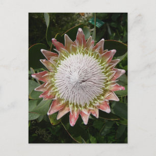 Cartão Postal Flor de Protea Gigante.