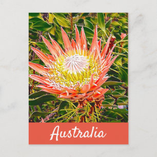 Cartão Postal Flor de proteína viagem impressão australiana