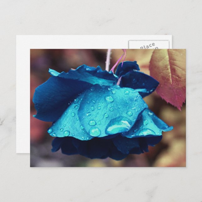 Cartão Postal Flor de Rosa Azul Personalizada (Frente/Verso)