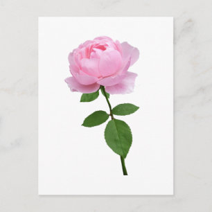 Cartão Postal Flor de Rosa Rosa Elegante