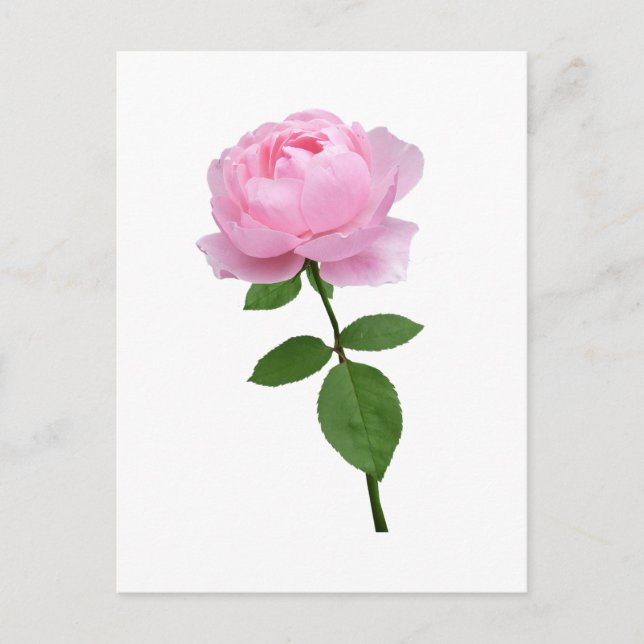 Cartão Postal Flor de Rosa Rosa Elegante (Frente)