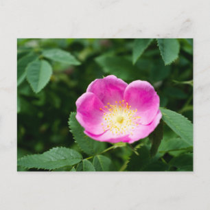 Cartão Postal Flor de rosa selvagem