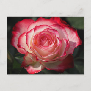 Cartão Postal Flor de rosa vermelha