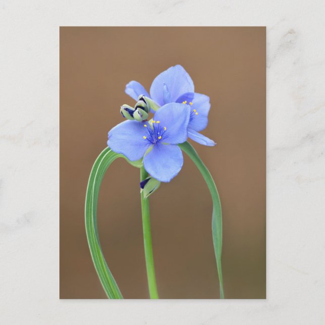 Cartão Postal Flor de Spiderwort (Frente)
