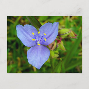 Cartão Postal Flor de Tradescância Roxa