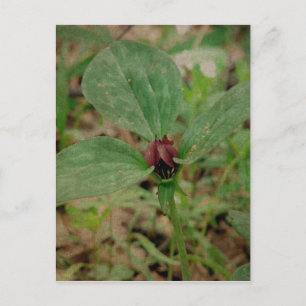 Cartão Postal Flor de trilho
