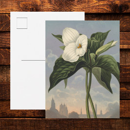 Cartão Postal Flor de Trílio Branco em estilo Temple of Flora