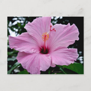 Cartão Postal Flor de Trompete Exótico