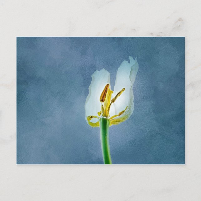 Cartão Postal Flor de tulipa branca murchando (Frente)