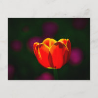 Flor de tulipa vermelha