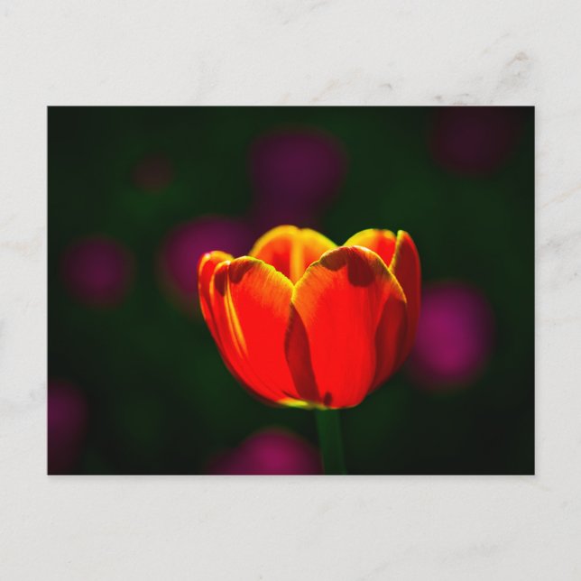 Cartão Postal Flor de tulipa vermelha (Frente)