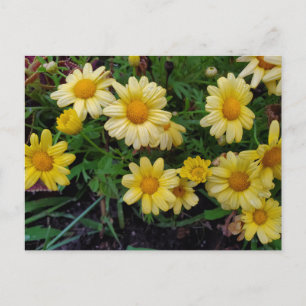 Cartão Postal Flor de verão