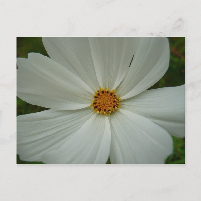 Cartão Postal Flor de Verão Floral Cosmos Branco (Frente)
