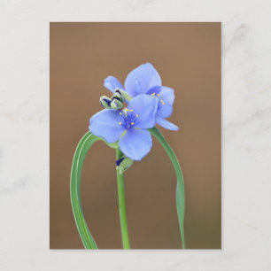 Cartão Postal Flor de verme