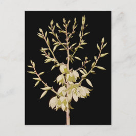 Cartão Postal Flor de Yucca Bonita Floresce à Noite no Texas