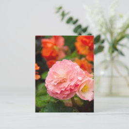 Cartão Postal Flor delicada rosa após a chuva