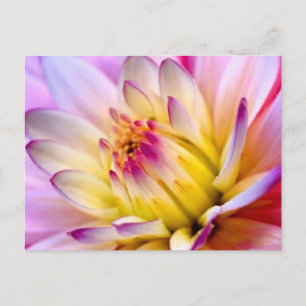 Cartão Postal Flor Desabrochando