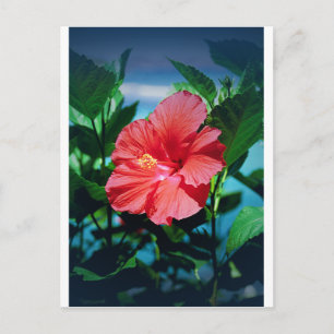 Cartão Postal Flor do Caribe