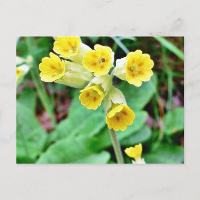 Cartão Postal Flor do Cowslip (Frente)