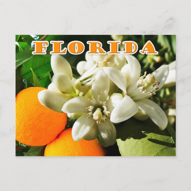 Cartão Postal Flor do estado da Flórida: O Flor Laranja (Frente)