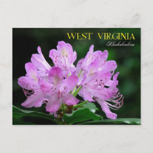 Cartão Postal Flor do Estado da Virgínia Ocidental: Rhododendro