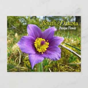 Cartão Postal Flor do Estado de Dakota do Sul: Pasque Flower